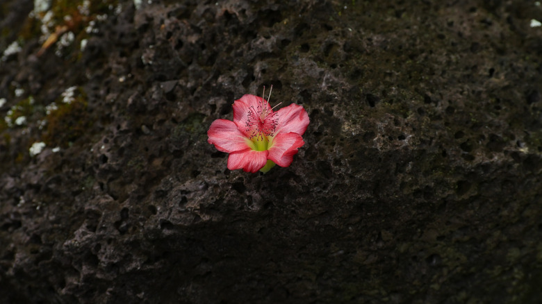 View of pink Abutilon menziesii flower in volcanic area in Hawaii
