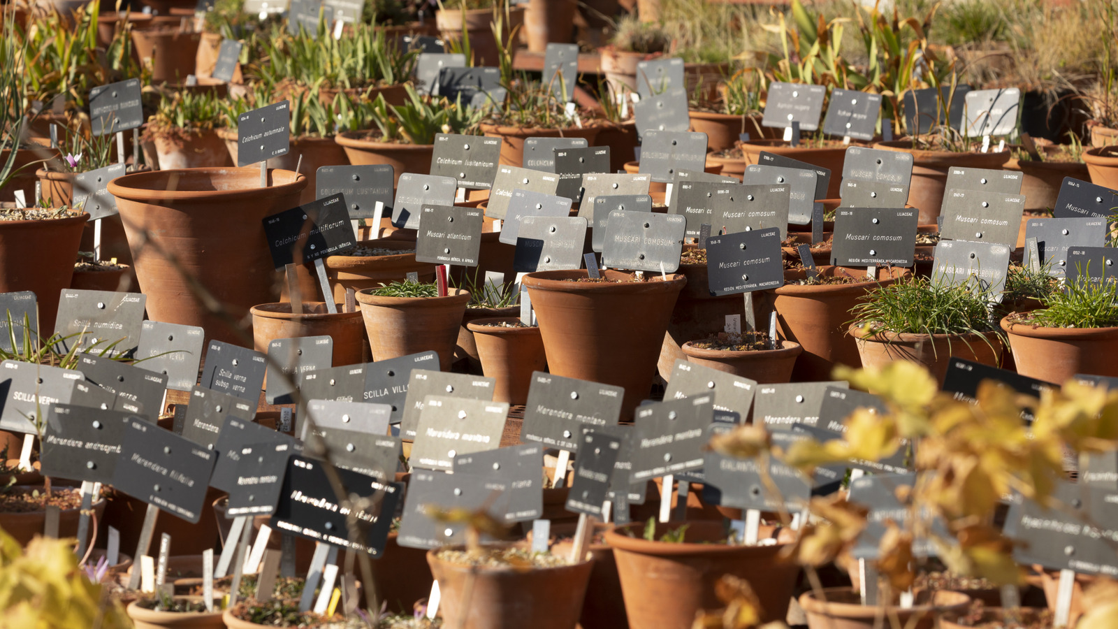 15 Beautiful American Plants On The Brink Of Extinction