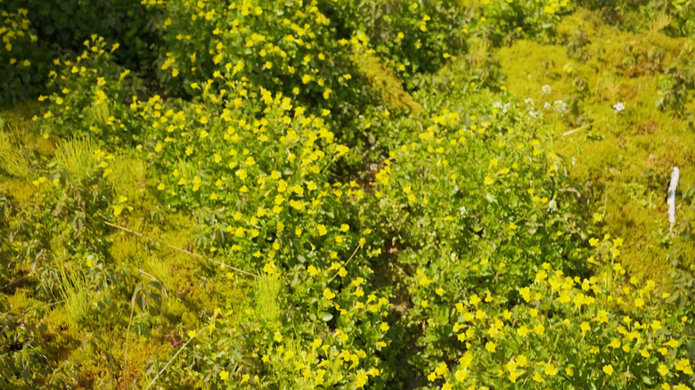View of clumps of Michigan monkey flower