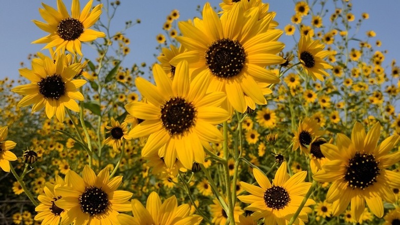 Field of Pecos sunflowers blooming in New Mexico
