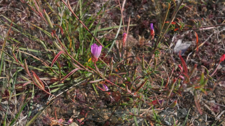 Clarkia franciscana with sparse pink flowers in the wilds of California near Presidio