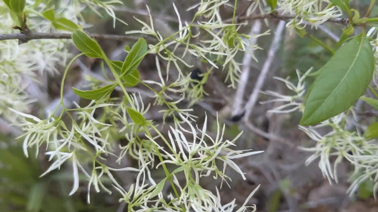 Closeup of a Pygmy fringe-tree's thin white petals and leaves
