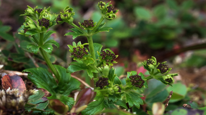 Purpleflower blacksnakeroot with dark, tiny flowers on stems