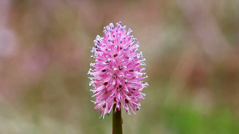 A single Swamp pink flower cluster against a blurred background
