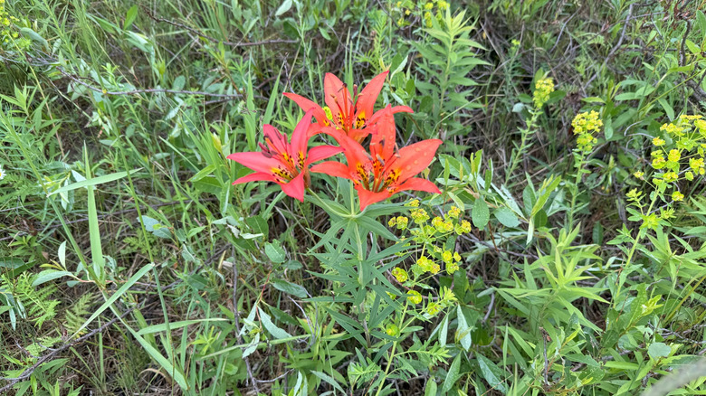 Wood Lily blooming pink and orange flowers in a meadow