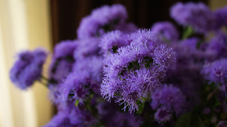 Close up of purple ageratum flowers indoors