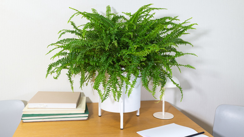 Potted Boston fern on a desk