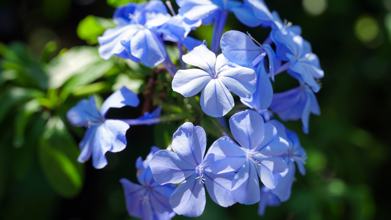 Close up of browallia flowers