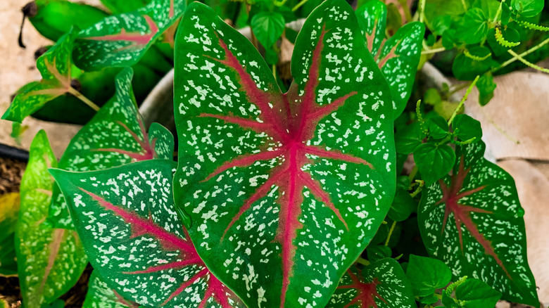 Vibrant leaves of a caladium plant