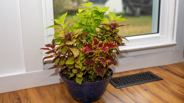 Potted coleus plant near a window indoors
