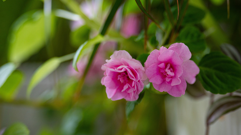 Pink flowers of impatiens in a pot