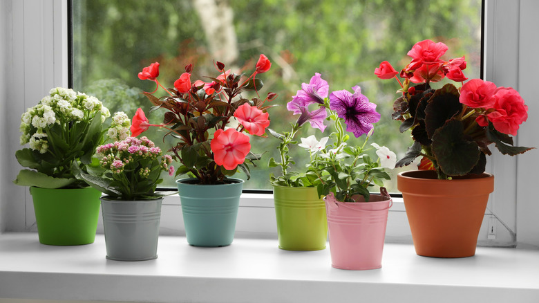 Variety of potted flowers in a windowsill