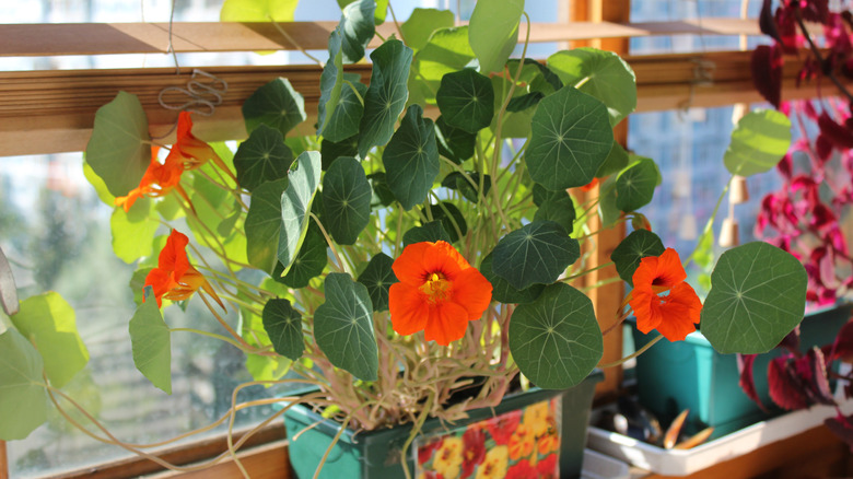 Orange nasturtium in a windowsill