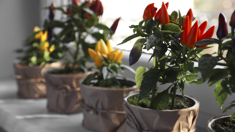 Variety of potted ornamental pepper plants in a windowsill