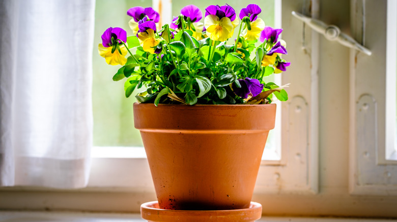 Pot of pansies in a window