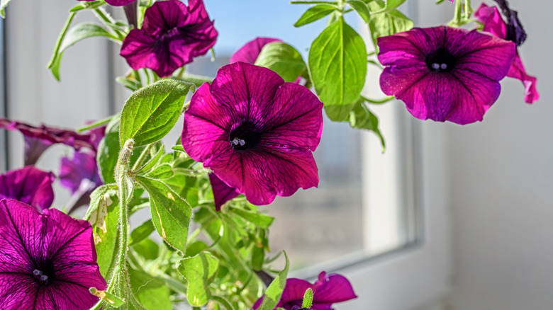 Purple petunia in a windowsill