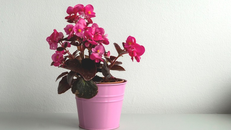 Wax begonia plant with pink blooms on a counter