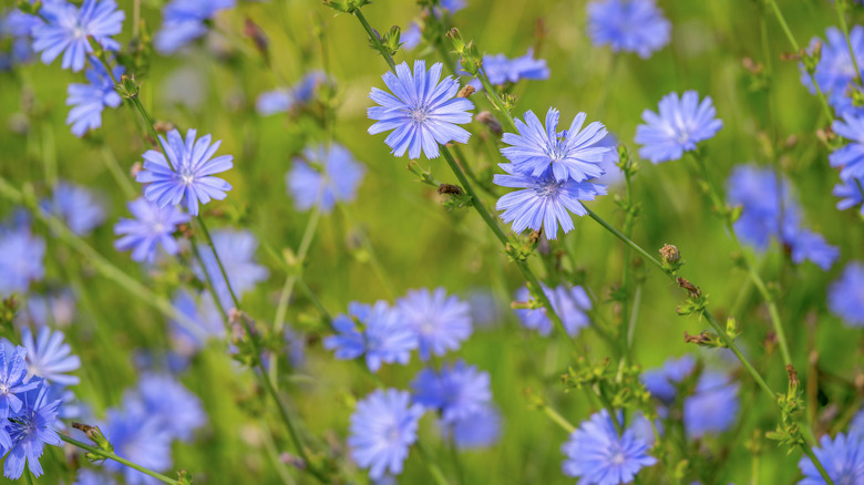 Blue flowers of chicory