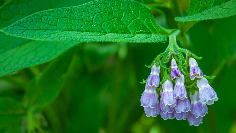 Purple comfrey flowers hanging from a plant