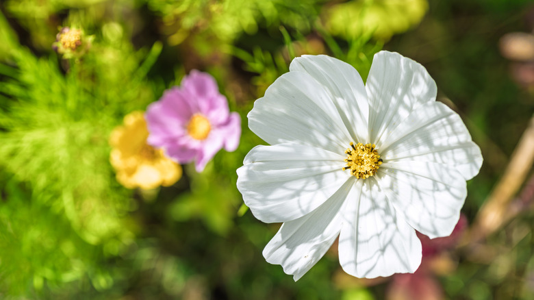 Close up of a white Cosmos flower