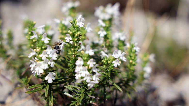 A close-up shot of thyme flowers with a bee