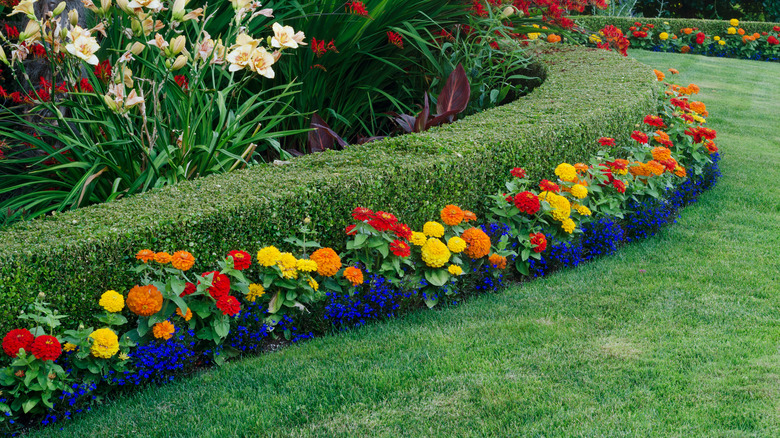A curved boxwood hedge surrounded by zinnias and other flowers
