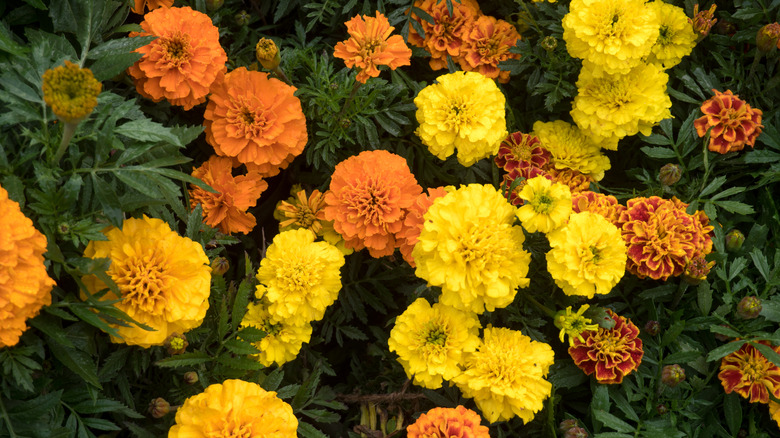 Marigold flowers blooming in the park.