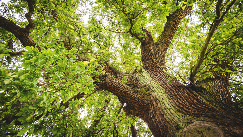 The view of an oak tree from below