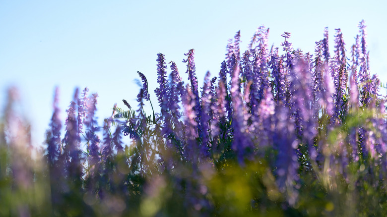 Close-up of purple sage flowers blooming in a field