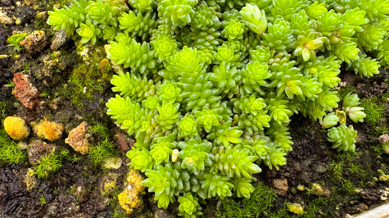 A Sedum plant at a botanical garden