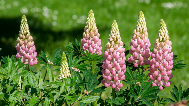 A lupine plant with its flowers in bloom