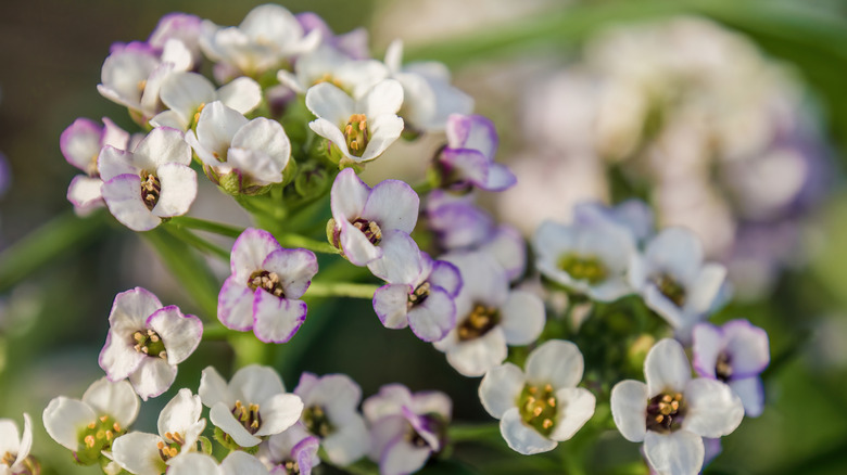 The small flowers of the sweet alyssum plant