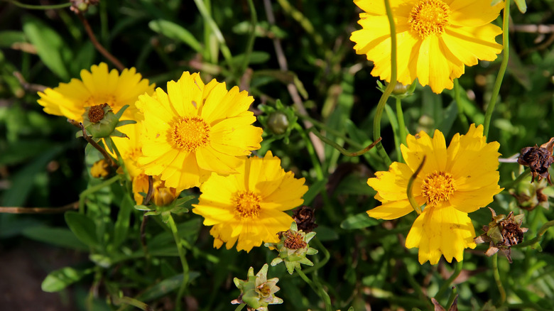 Yellow blooms of large-flowered tickseed
