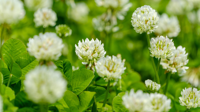 Blooming white clovers