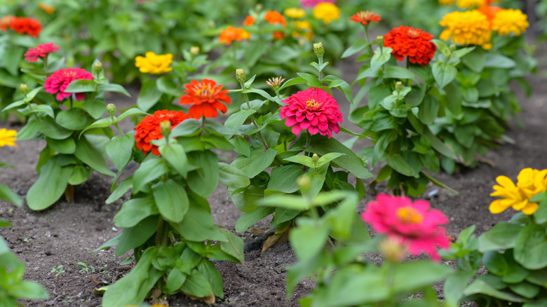 Pink, orange, and yellow zinnias blooming in a garden