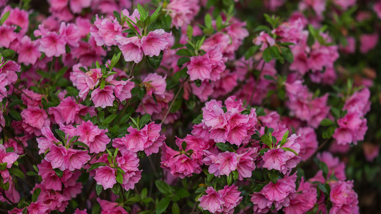 Pink azaleas in bloom.