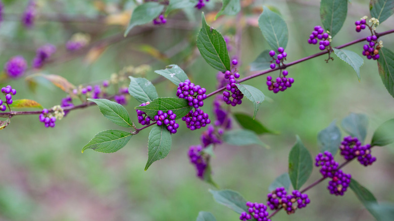 Beautyberry shrub with purple berries.