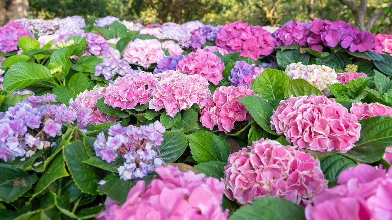 Pink and purple broadleaf hydrangeas.