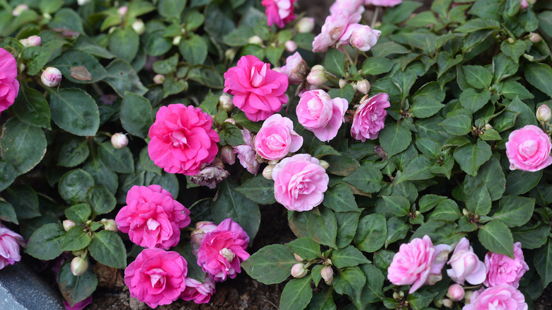 Pink camellia shrub in bloom.