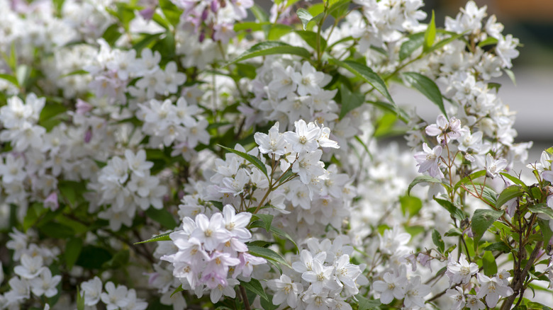 Deutzia flowering shrub.