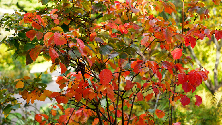 Fothergilla in autumn.