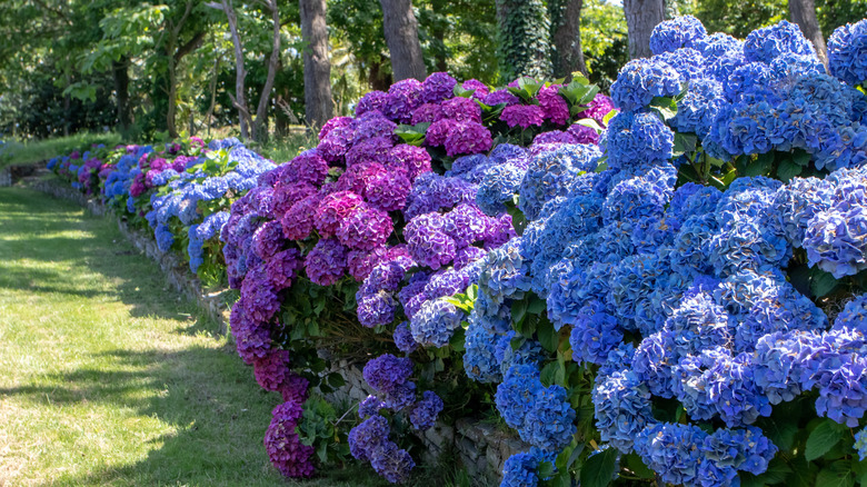 Flowering blue and purple hydrangeas.