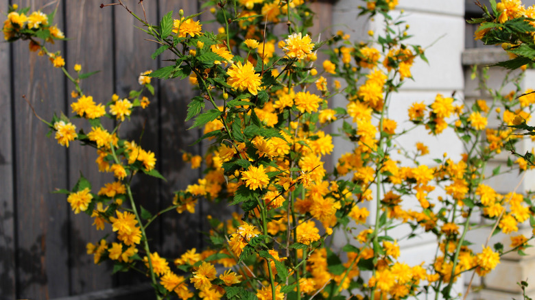 Kerria japonica against fence.