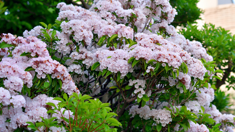 Mountain laurel shrub in bloom.