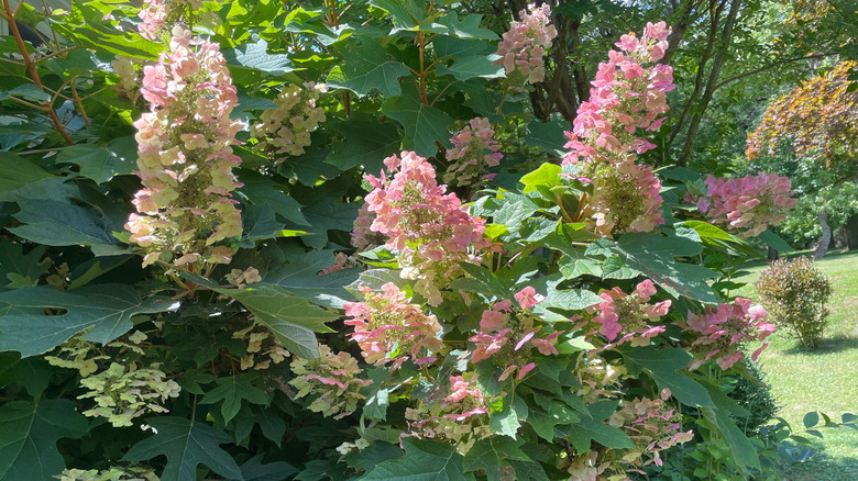 Oakleaf hydrangea in bloom.