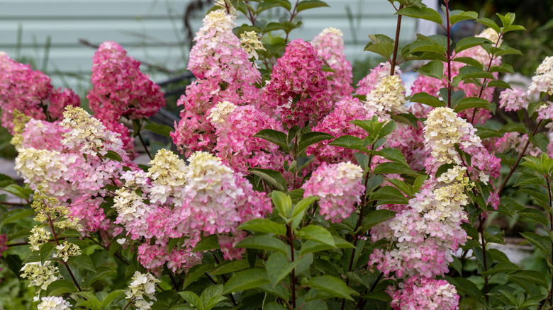 Panicle hydrangea in bloom.