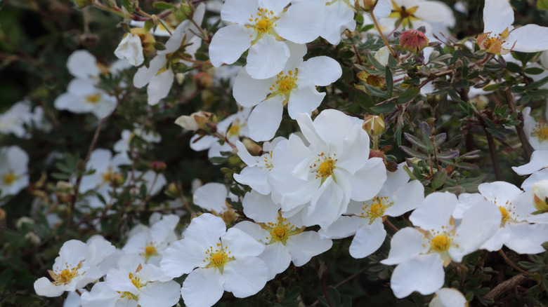 Potentilla shrub with white and yellow flowers.