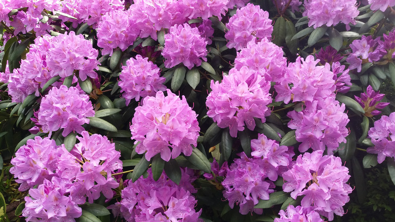 Rhododendron in bloom.