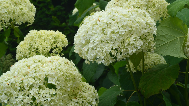 White-flowered smooth hydrangea