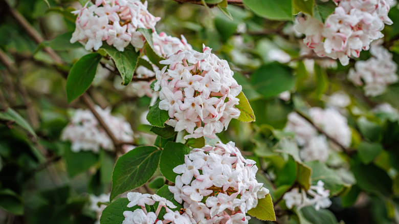 Korean spice viburnum shrub in bloom.